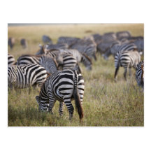 Plains Zebras on migration, Equus quagga, Postcard