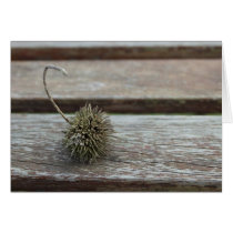 Plane Tree Seeds
