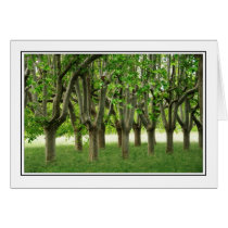 Plane Trees cards