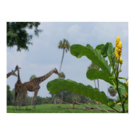 Plant and blue sky with giraffes in the background print
