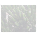 Plant Baby's Toes letterhead