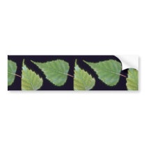Plant Birch Bumper Stickers