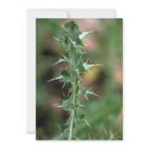 Plant Canada Thistle Custom Invitations