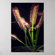 Plant Cape Sundew Posters