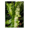 Plant cards