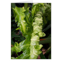 Plant cards