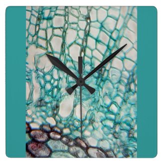 plant cells micrography