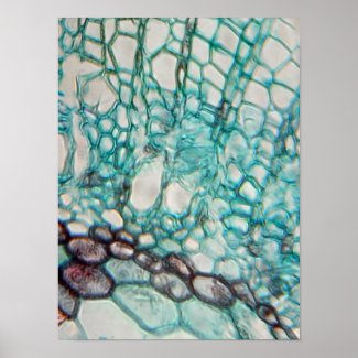 plant cells micrography poster