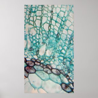 plant cells micrography print
