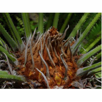 Verde da planta foto esculturas