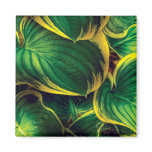 Plant - Hosta Leaves Fridge Magnet
