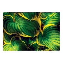 Plant - Hosta Leaves posters by suburbanscenes Plant - Hosta Leaves posters