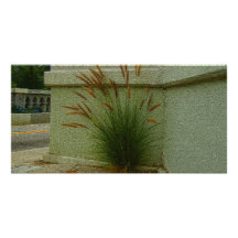 Plant In The Street Photo Cards