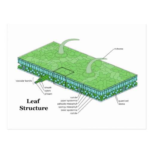 Plant Leaf Tissue Structure Diagram Postcard