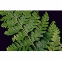 Plant Leather Fern Cut Out