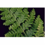 Plant Leather Fern Cut Out