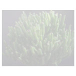 Plant Lots of Toes letterhead