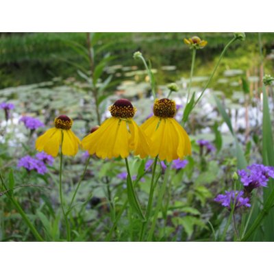 Plant Natives Go Green Verbena postcard