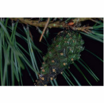 Plant Pine Cone Photo Cut Outs
