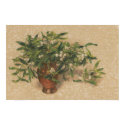 Plant Poster posters by absinthiadreams Plant Poster posters