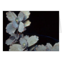 Plant Purple Kalanchoe Card