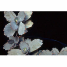 Plant Purple Kalanchoe Cut Outs