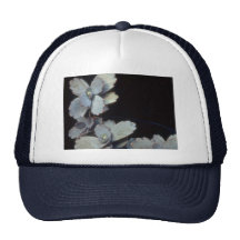 Plant Purple Kalanchoe Hats