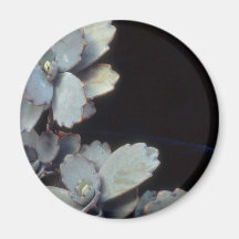 Plant Purple Kalanchoe Magnet