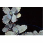 Plant Purple Kalanchoe Cut Outs