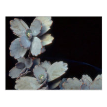 Plant Purple Kalanchoe Postcard
