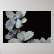 Plant Purple Kalanchoe Poster