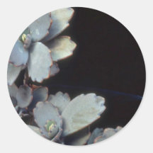 Plant Purple Kalanchoe Round Stickers