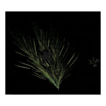 Plant Puzzle posters