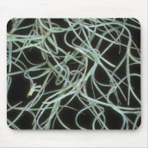 Plant Spanish Moss Mouse Pads