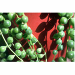 Plant String-of-Beads Photo Cutouts