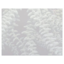 Plant Succulent Personalized Letterhead