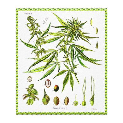 drawing weed plant