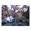 plant with purple blossoms near bear hole chico posters by Web420 plant with purple blossoms near bear hole chico posters