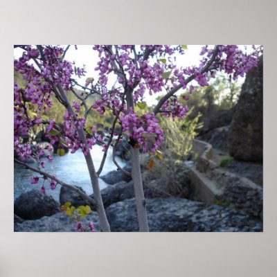 plant with purple blossoms near bear hole chico poster by Web420