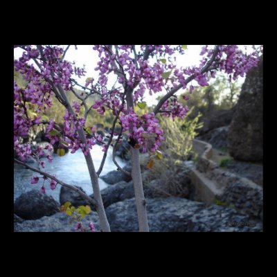 plant with purple blossoms near bear hole chico poster by Web420