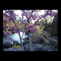plant with purple blossoms near bear hole chico posters