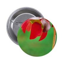 Planta de jarra pin