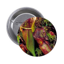Planta de jarra pins