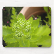 Planta Potted Alfombrillas De Raton