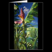 Plantain cards