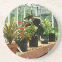 Plantas en invernadero posavasos manualidades