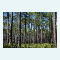 Planted Pines and Saw Palmetto Print posters