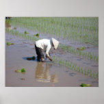 Planting Rice in the fields of Vietnam posters