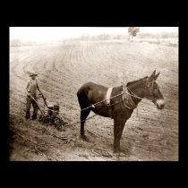Planting Time posters