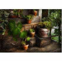 Plants - A summers soak Photo Cut Out